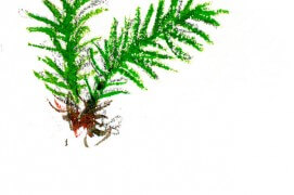 « "Coussin" de polytrie. » / © Benoît Perrotin