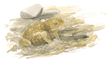 Crapaud calamite Dessin de Crapaud calamite