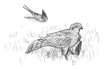 « Cri d'alarme! L'épervier est au pied de la maison, une aile d'hirondelle dépasse de dessous son ventre. Les autres hirondelles lui piquent dessus en criant. Il file avec sa proie.  » / © Jean Chevallier