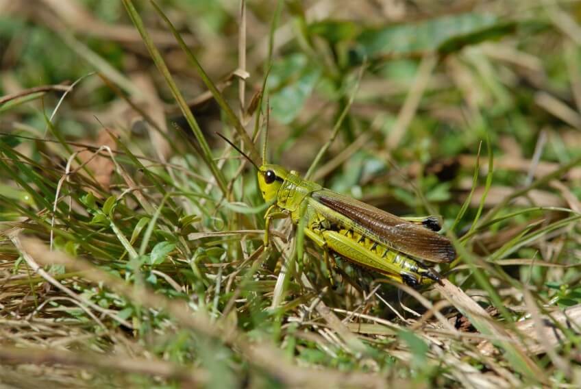 Criquet ensanglanté