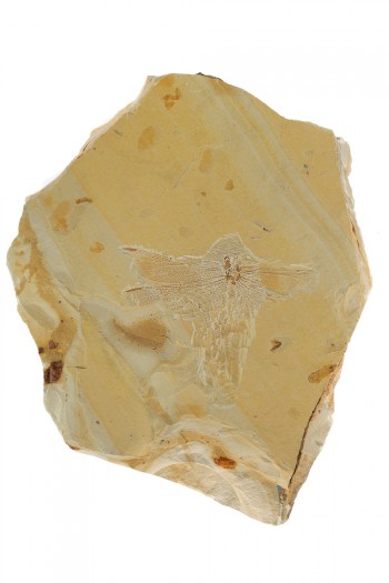 Fossile d'aktassiidé datant du Crétacé, découvert en Chine