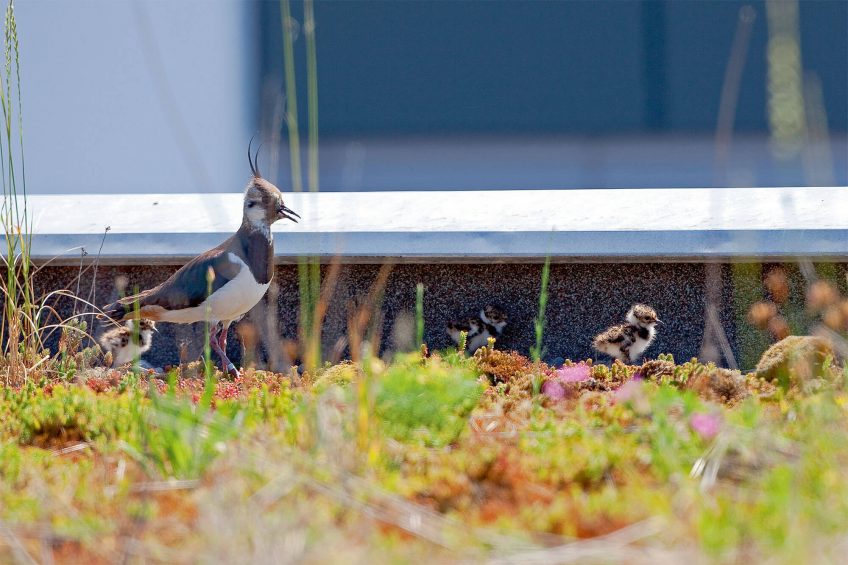 Vanneau huppé en ville