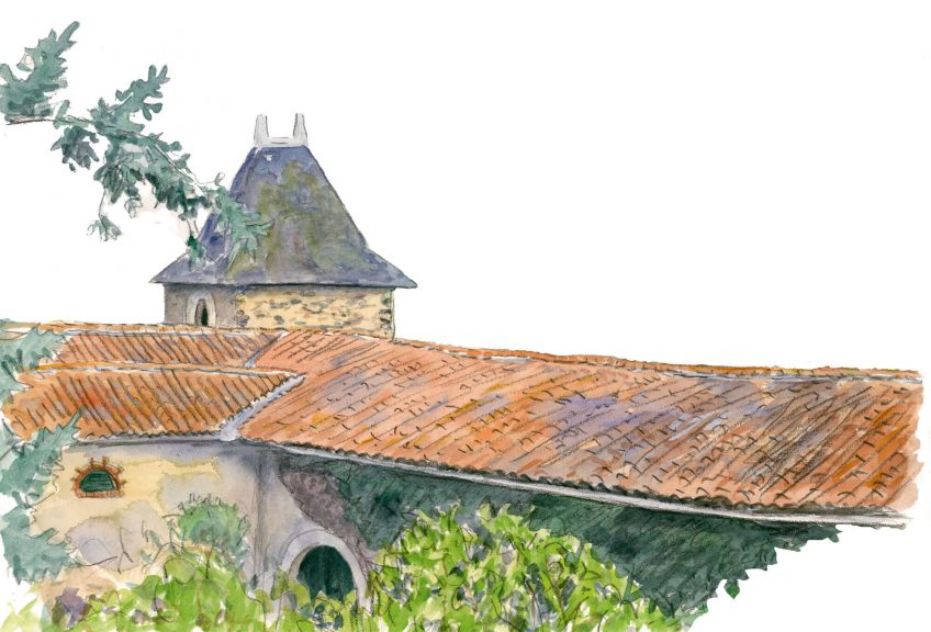 De nombreux oiseaux peuplent les toits