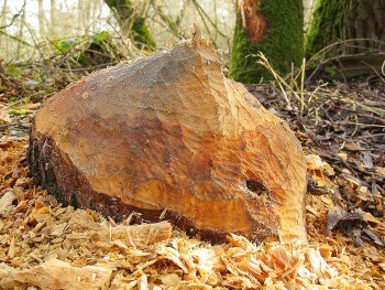 Des castors habitent les berges de l'Allier. Ici, un arbre patiemment mis à terre à coups de dents. / © Aino Adriaens