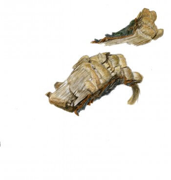 Des copeaux au sol témoignent du retour des castors.