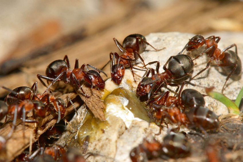 Photo de fourmis des bois qui découvrent une source de sève.