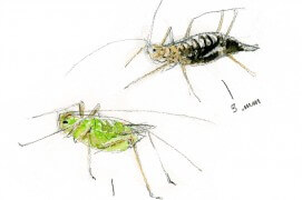 « Des pucerons de différentes tailles, au dos des feuilles. » / © Benoît Perrotin