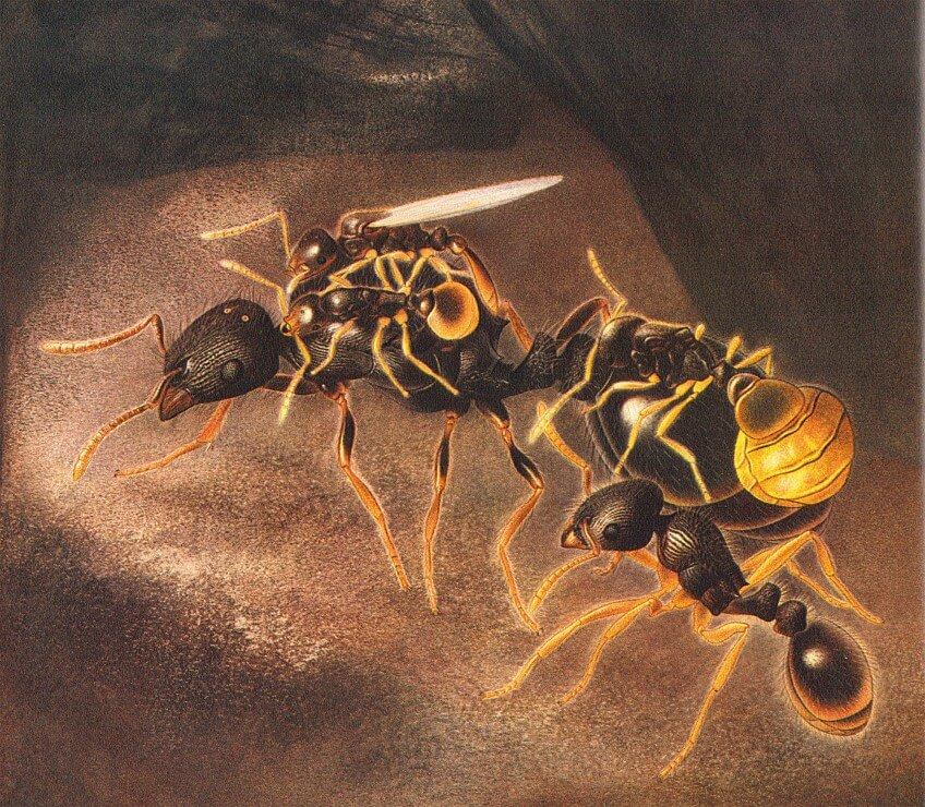 Des reines minuscules, les Teleutomyrmex schneideri, vivent en parasites sur le dos d'autres reines de la fourmi Tetramorium caespitum. Dessin de Teleutomyrmex schneideri