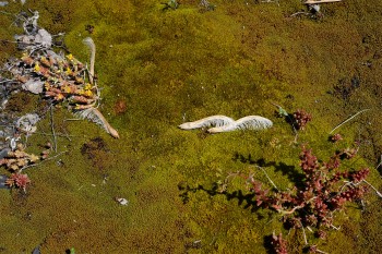 végétation des toits