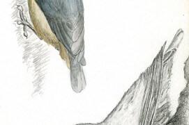 Dessins naturalistes de sittelle torchepot / © Philippe Roux-Fouillet