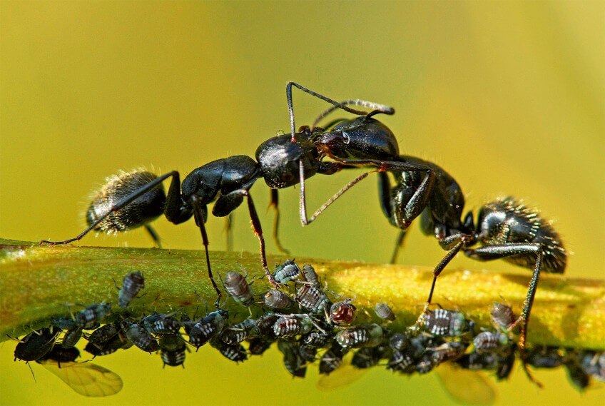 Deux camponotes fourrageuses s'échangent du miellat par trophallaxie. Sous leurs pattes, les pucerons qu'elles élèvent. Photo de fourmis s'échangeant du miellat