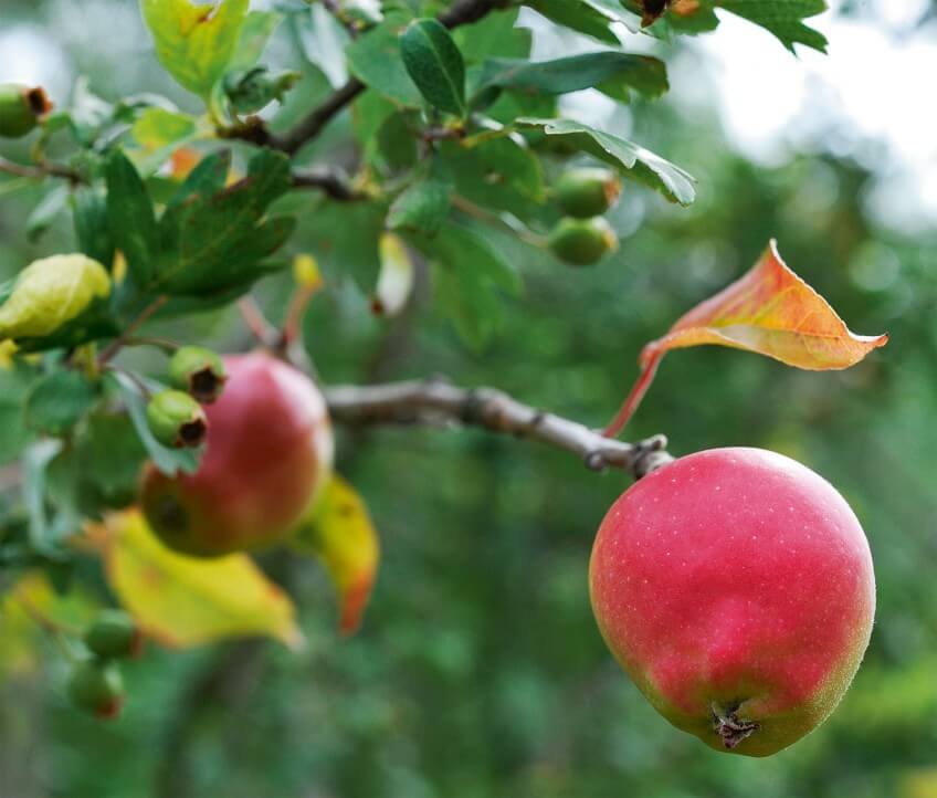 Diverses variétés de pommiers ont élu domicile au pied des terrils grâce aux trognons de pommes jetés par les mineurs. Pomme sur un pommier