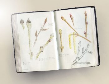 Double page de carnet naturaliste consacrée aux bourgeons: frêne, hêtre, érable sycomore, noisetier, saule, chêne (de gauche à droite et de haut en bas)