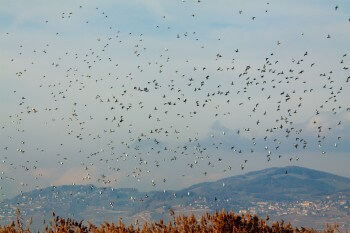 « Emportés par la même brise, des milliers de canards décollent 
à l'unisson depuis le miroir du lac. » / © Alessandro Staehli