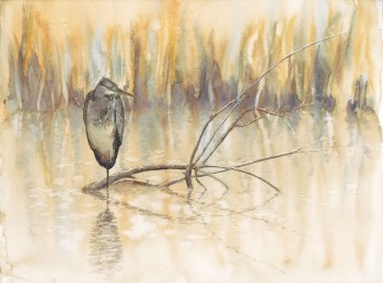 « Figés comme une statue, le héron et son harpon attendent mine de rien le passage du poisson. » / © Yves Fagniart