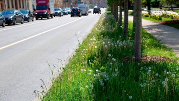 « L'abondance et la diversité des formes de vie souterraines sont méconnues et sous-
estimées, particulièrement en ville. »