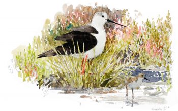 Echasse blanche Echasse blanche