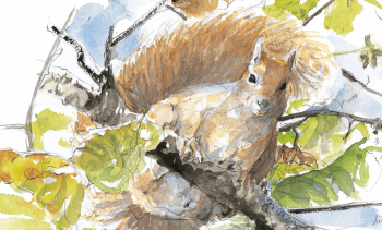 Ecureuil roux perché sur une branche