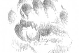 Empreinte de blaireau Empreinte de blaireau / © Laurent Willenegger