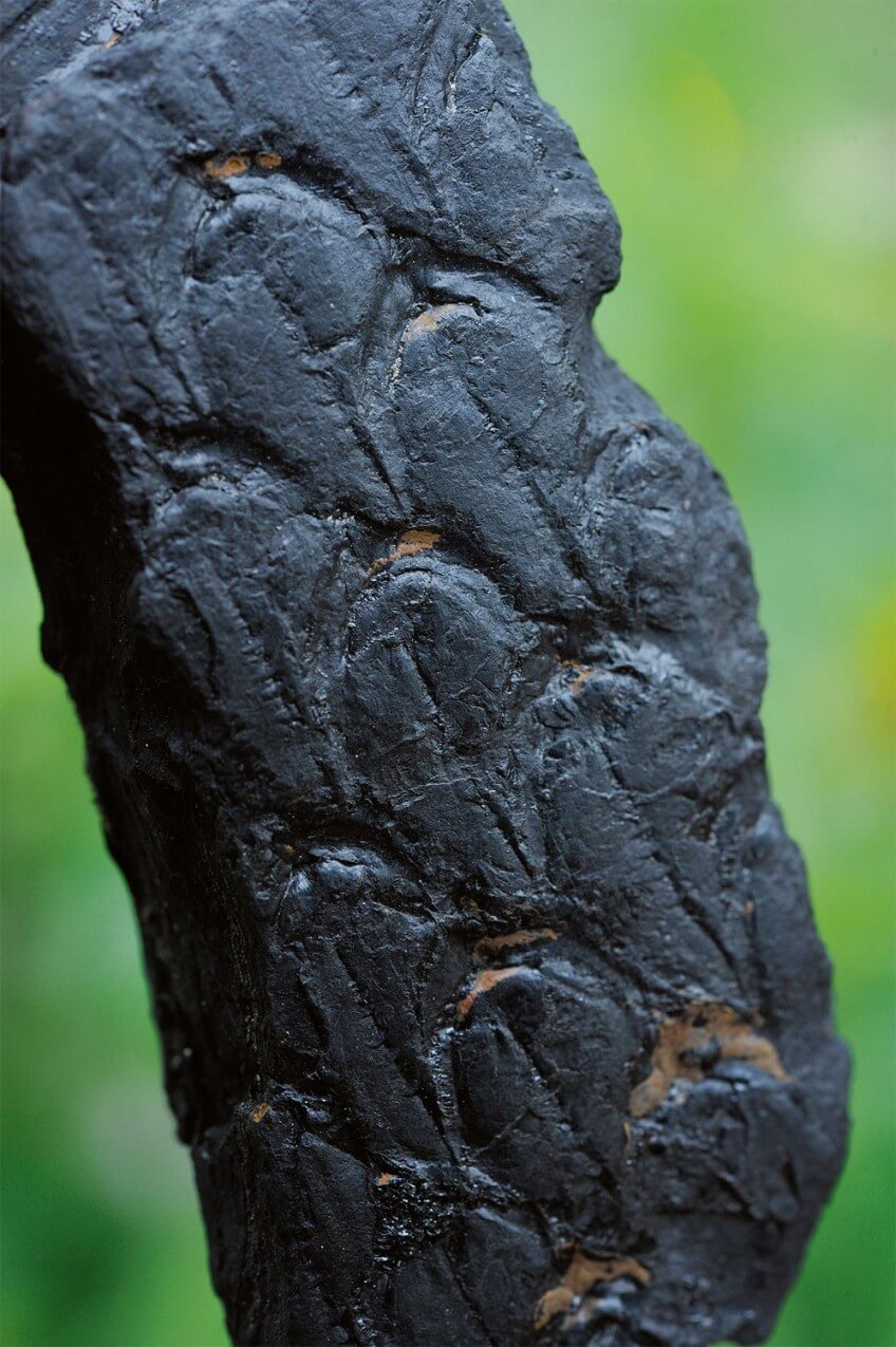 Empreinte de fougère imprimée sur les pièrres extraites de la mine de Loos-en-Gohelle. Empreinte de fougère