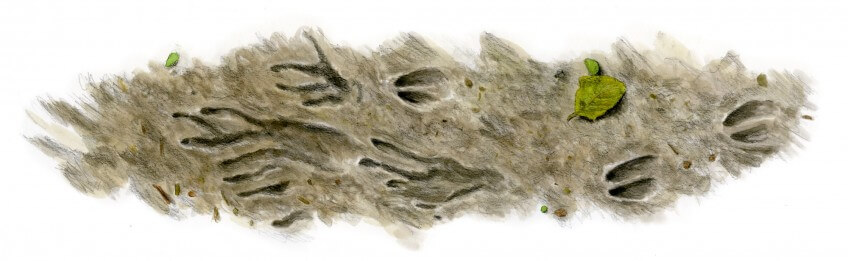 Empreintes de castor (à gauche)