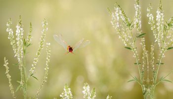 En extension dans le nord de l'Europe, la libellule écarlate (Crocothemis erythraea) est une colonisatrice présente dans toute l'Afrique et jusqu'au nord-est de l'Inde.