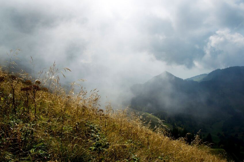 « Enivrée par la douceur du soleil, une ronde de mésanges et de roitelets peu farouches s’agite dans la frondaison. »