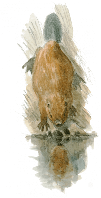 Entre deux repas, le castor rejoint la rivière / © Jacques Rime