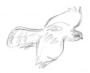 Epervier en vol / © Jean Chevallier