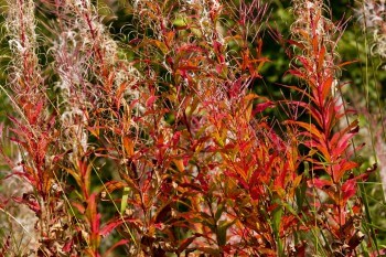 Epilobes a feuilles etroites