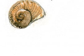 « Escargot (7 mm) » / © Benoît Perrotin