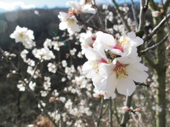 Fleurs d'amandier / © Fleur Daugey