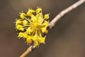 Fleurs de cornouiller mâle / © Karine Poitrineau