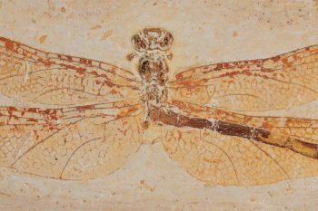 Fossile de gomphidé datant du Crétacé, découvert au Brésil Fossile de gomphidé datant du Crétacé, découvert au Brésil