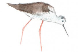 Gracieuses et élégantes, les échasses blanches migrent dès la mi-septembre pour gagner l'Afrique équatoriale (ici un juvénile). / © Denis Clavreul