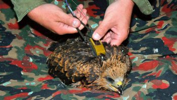 Grand moment pour ce jeune milan noir baptisé Salam : la balise Argos est posée sur son dos ! Grand moment pour ce jeune milan noir baptisé Salam : la balise Argos est posée sur son dos !