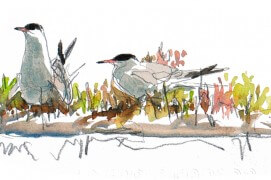 Grandes migratrices – leur périple peut les mener jusqu'en Afrique du Sud ou en Antarctique –, les sternes pierregarin sont visibles en été tout au long de la Loire. En bord de mer, elles nichent sur les îlots rocheux, parfois sur les plages. / © Denis Clavreul