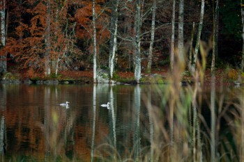 Grèbes en plumage d'hiver, lac du grand maclu / © Benoît Renevey