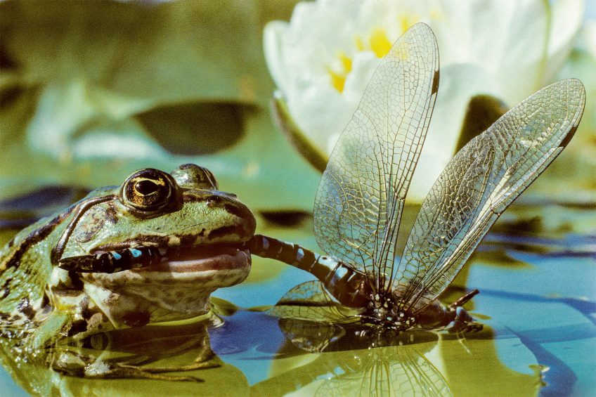 Grenouille rieuse dévorant une aeschne bleue