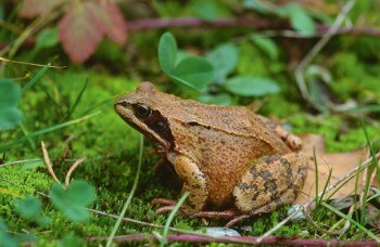 Grenouille rousse