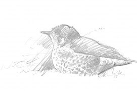 Grive / © Laurent Willenegger