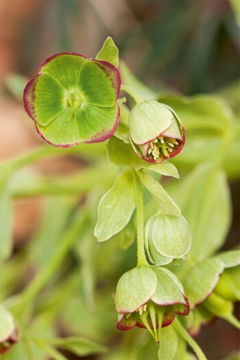 Hellébore fétide photo d'hellébore fétide