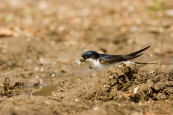 Hirondelle de fenêtre collectant de la boue pour son nid.  Hirondelle de fenêtre collectant de la boue pour son nid.