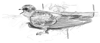 « Hirondelles de fenêtre penchées, bec ouvert, queue étalée, œil à demi fermé… » Elles prennent un bon bain de soleil. / © Jean Chevallier