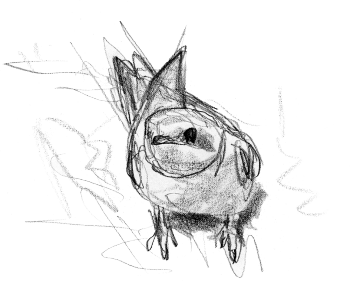 Hirondelle de fenêtre / © Jean Chevallier