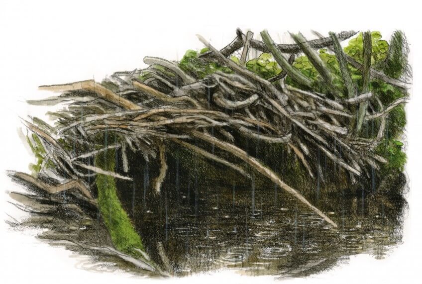 Hutte de castor en construction