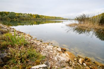 Il y a encore 100 ans, les tilleuls cordata de cette forêt de feuillus étaient utilisés pour tresser des cordages pour la Marine nationale.