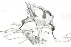 Immédiatement reconnaissable à son bec recourbé, l'avocette élégante utilise celui-ci pour remuer la vase latéralement, en un étonnant geste de fauche, afin de faire remonter en surface les invertébrés aquatiques dont elle se nourrit. / © Denis Clavreul