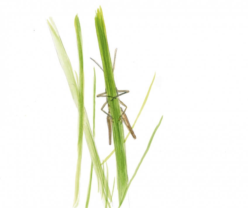 « Impossible de détailler ce criquet palustre! Au fur et à mesure que je m'approche il tourne autour de la tige! »