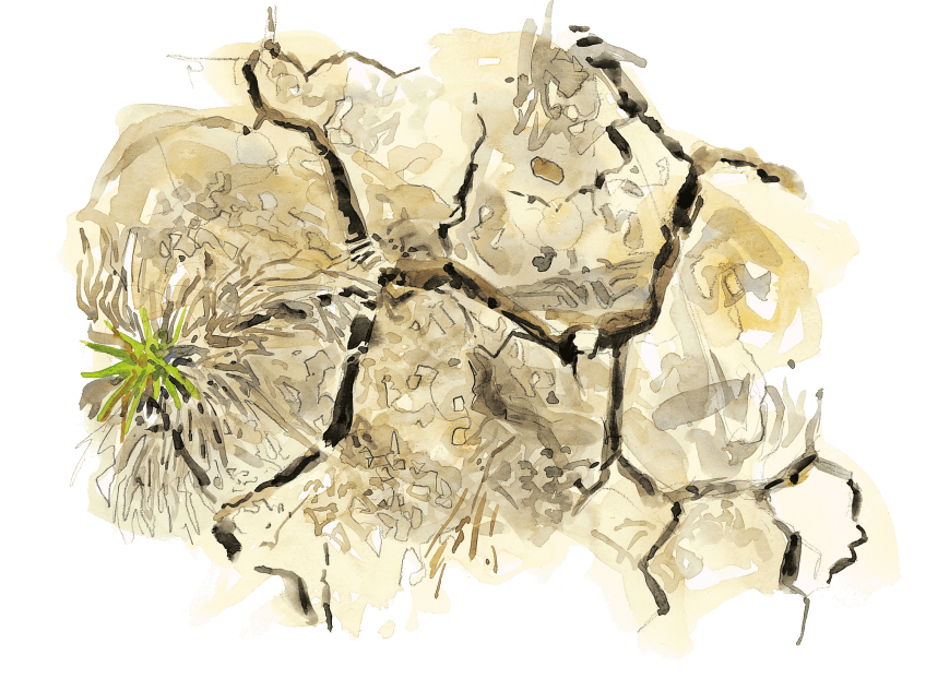 Inondations et assèchement répétés laissent des fentes de dessication dans les sols. la flaque se déssèche